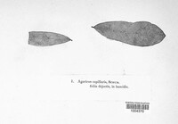 Mycena capillaris image